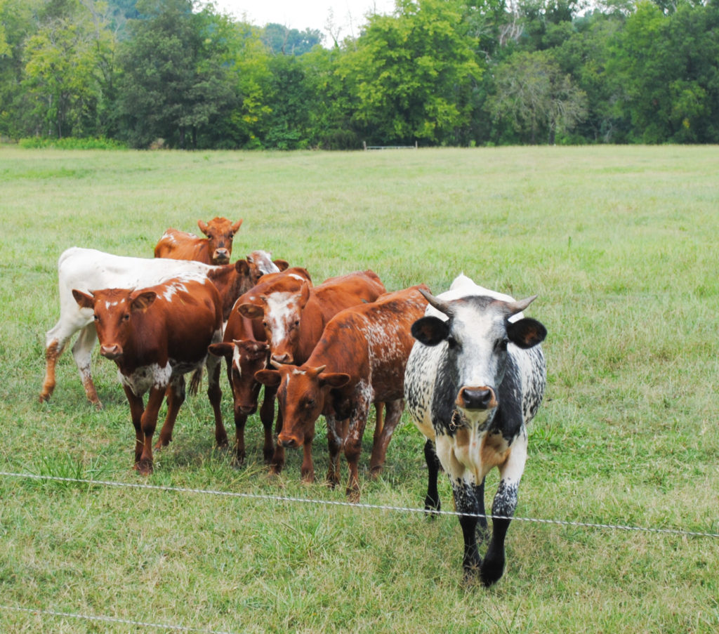 Florida Cracker Cattle